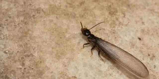 swarmer termites