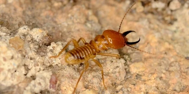 Emergency Termite Situations: What to Do When They Attack