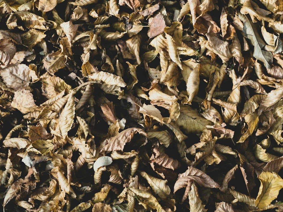 Say Goodbye to Termites: Effective Strategies for Exterminating These Pests