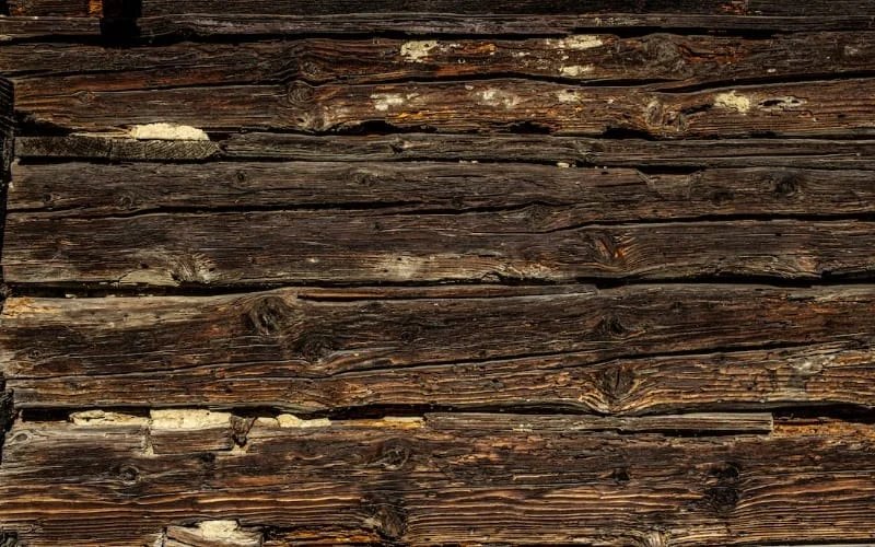 Termite Prevention for New Homeowners: Start Strong
