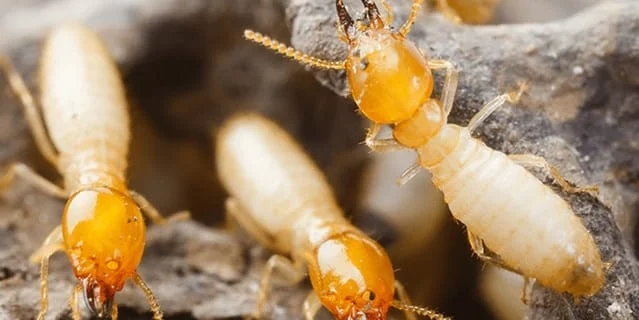 formosan termites