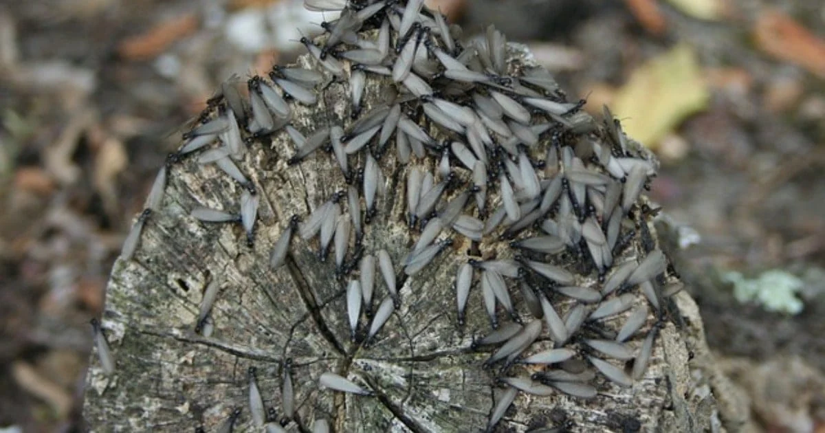 Unveiling the Secret Lives of Termites: A Comprehensive Guide