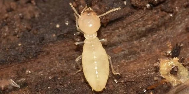 worker termites