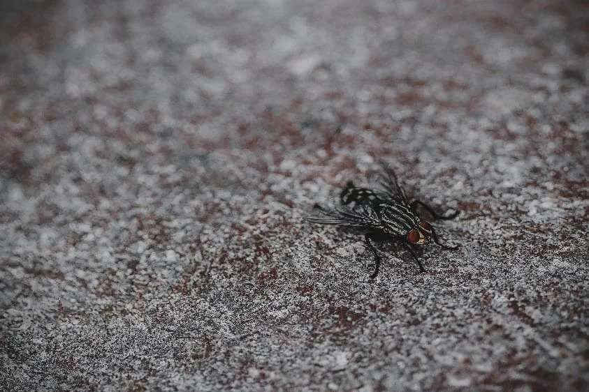 How to Deal with Flies in the Summer Season