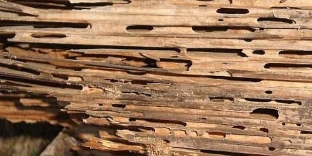 Termite Control for Historic Homes: Preserving the Past