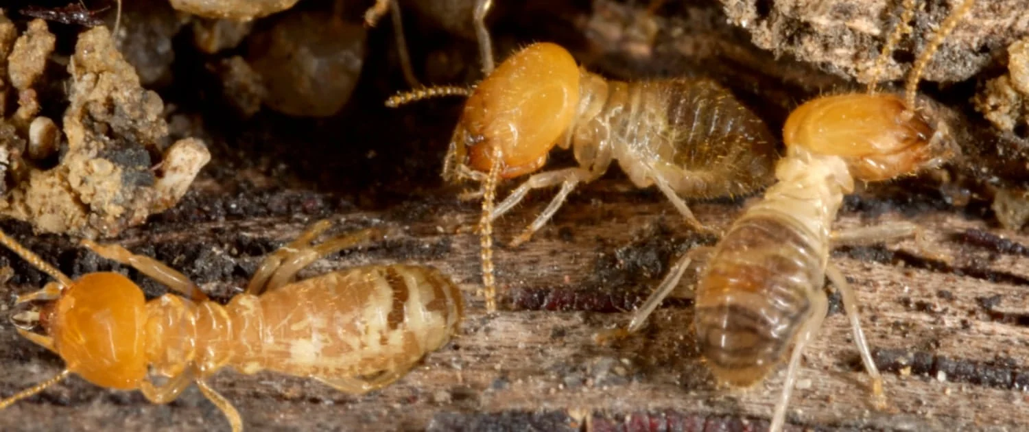 How to Get Rid of Termites in Arizona: Termite Control Tips for Residents