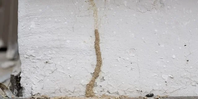termite mud tubes