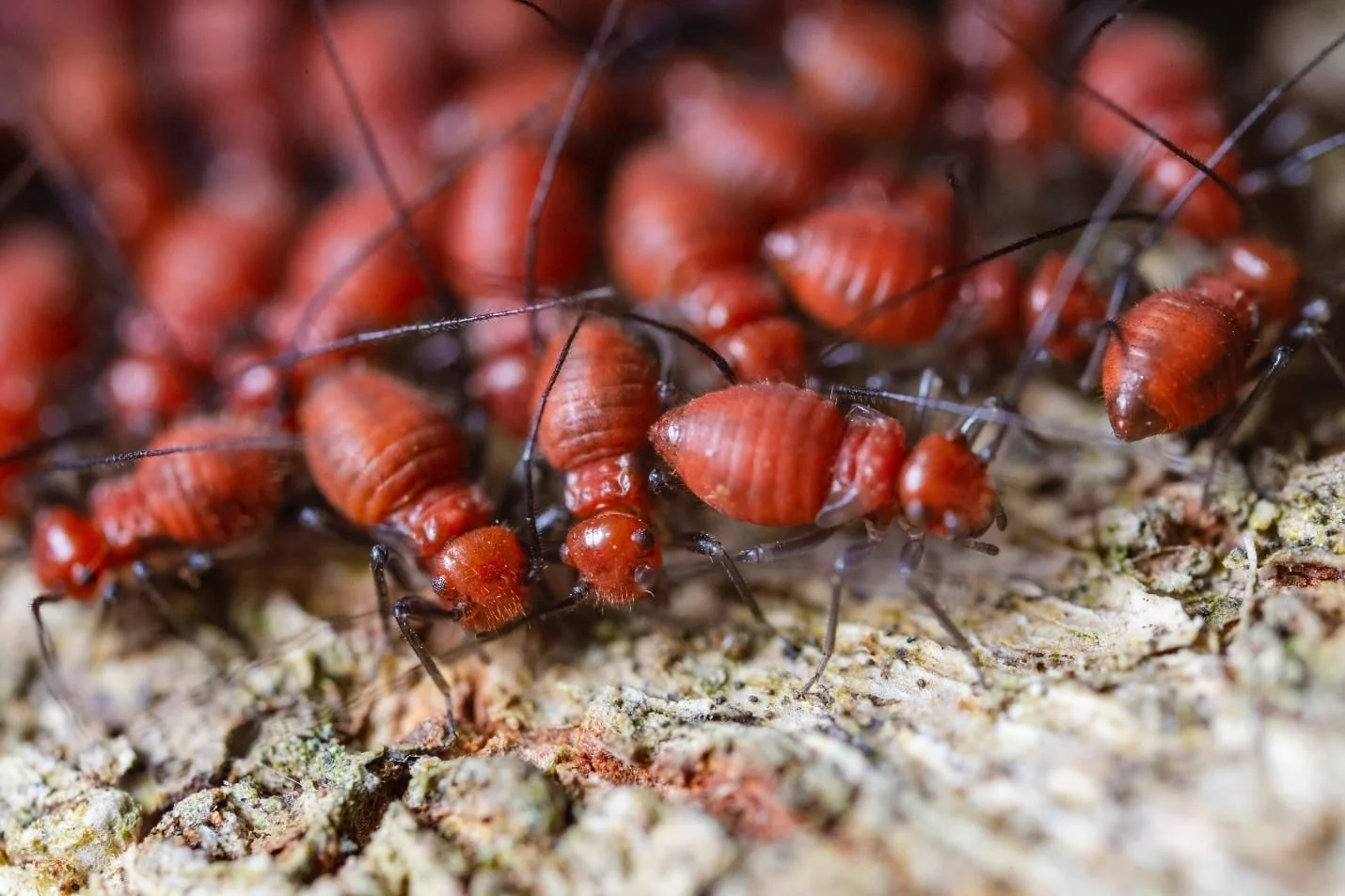 How To Prevent A Termite Infestation?