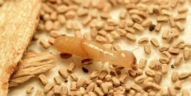 drywood termites
