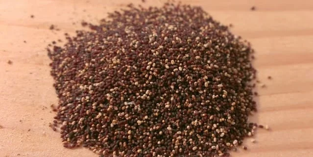 fras termite droppings