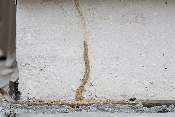 Termites vs. Your Home: How to Prevent Costly Infestations