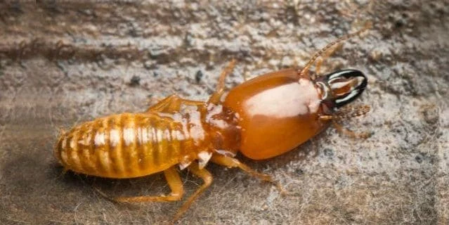dampwood termites