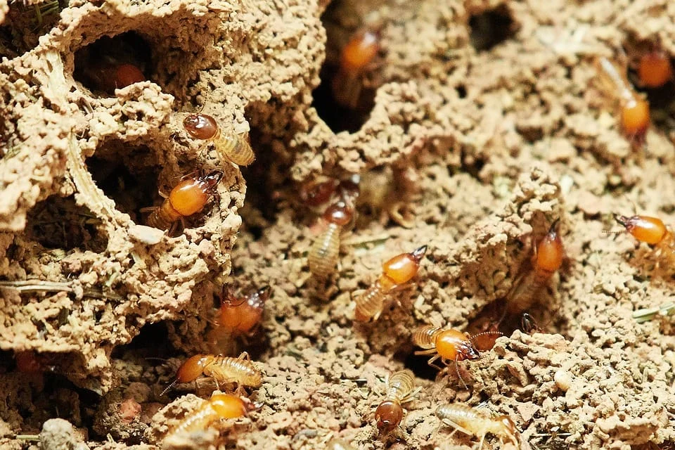 Eliminate Termites for Good: Proven Treatment Methods