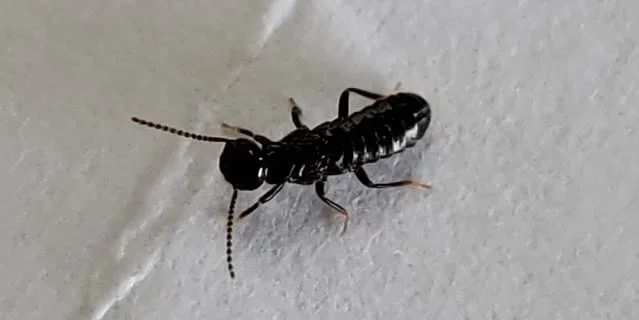 subterranean termites