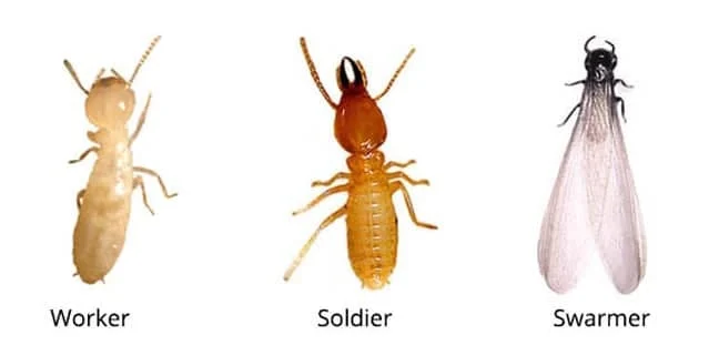 What Do Termites Look Like? The Ultimate Guide