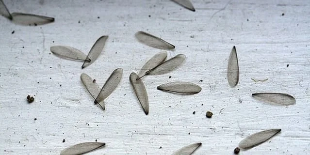 discarded wings termites