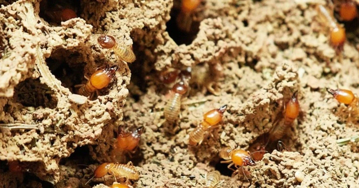 Protect Your Home from Unwanted Guests: The Benefits of General Pest Control