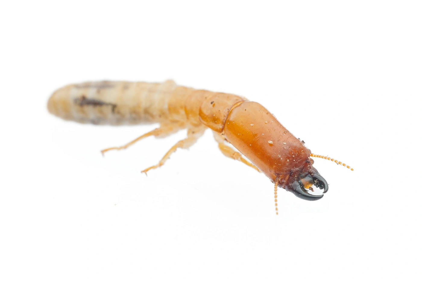 Desert dampwood termites in Scottsdale, identified by the source as Paraneotermes simplicicornis