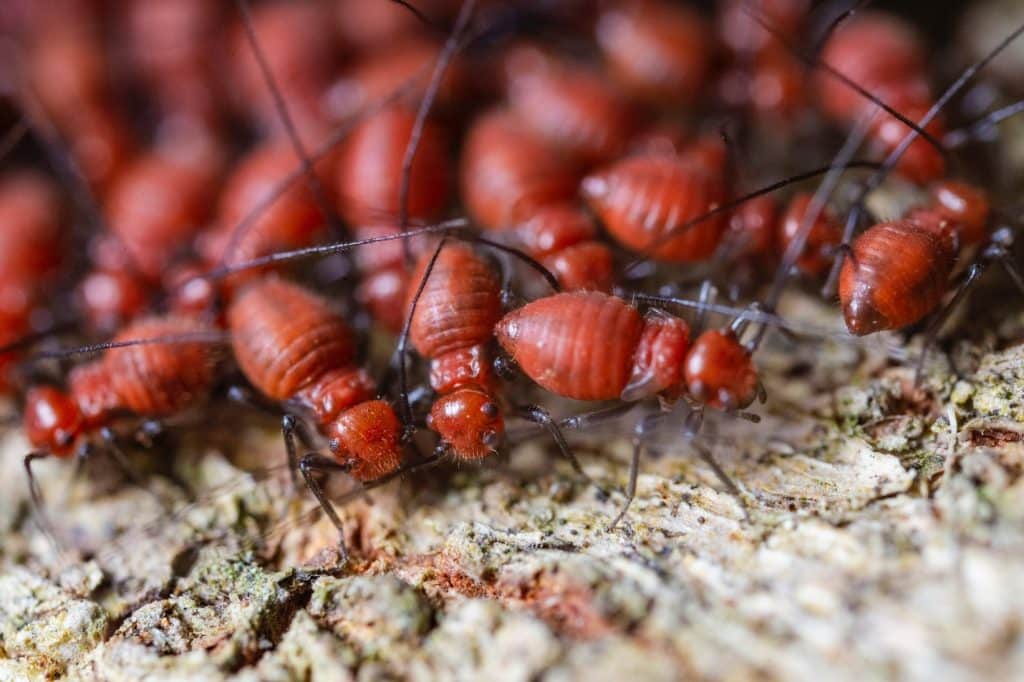 Read more about the article How To Prevent A Termite Infestation?