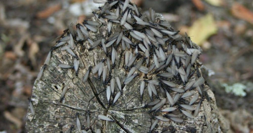 Read more about the article Winning the War Against Termites in Arizona