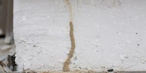 Read more about the article The Role of Termites in Nature: Friend or Foe?