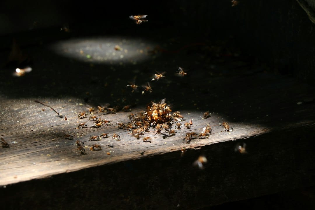 You are currently viewing Shielding Your Home: Tips for Preventing Termite Infestations