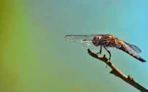 Read more about the article The Ultimate Guide to Termite Colony Elimination: Tips and Tricks to Keep Your Home Safe