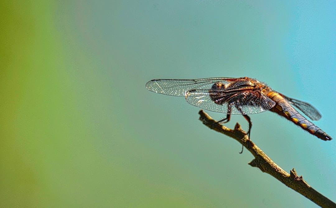 You are currently viewing The Ultimate Guide to Termite Colony Elimination: Tips and Tricks to Keep Your Home Safe