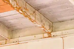Read more about the article DIY Termite Control: Step-by-Step Guide for Homeowners